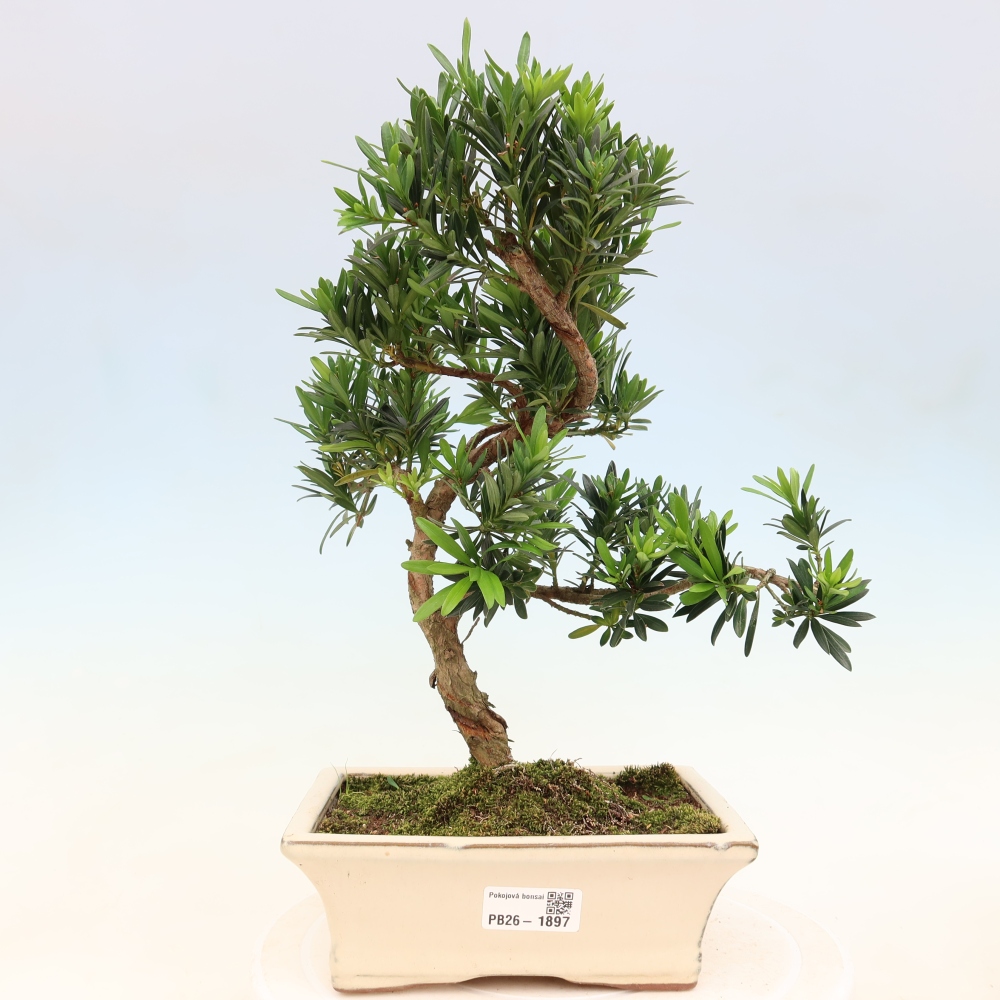 Kamerbonsai - Podocarpus - Taxus