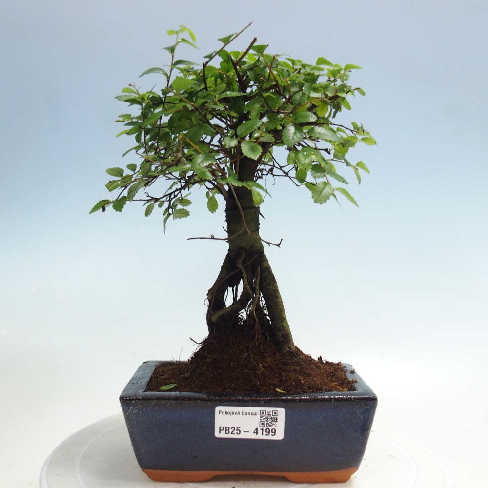 Kamerbonsai - Ulmus parvifolia - Winteriep