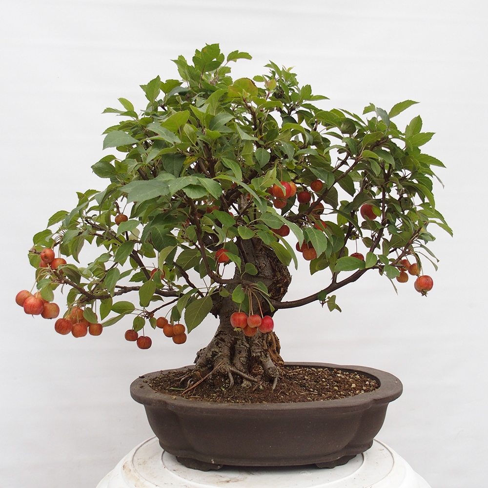 Bonsai voor buiten -Malus halliana - Appelboom met kleine vruchten