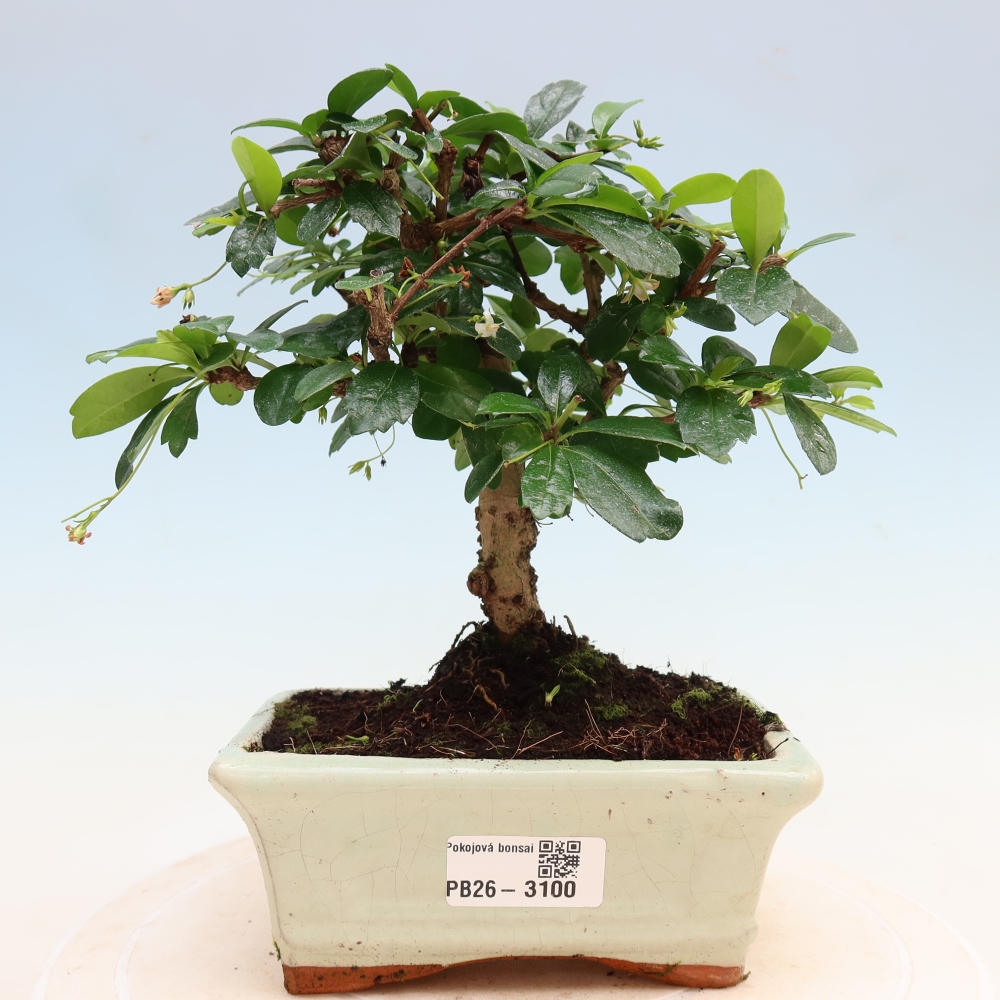 Kamerbonsai - Carmona macrophylla - Thee fuki