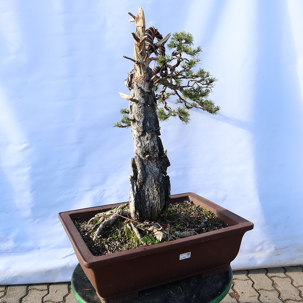 Pinus sylvestris Spanje - grove den