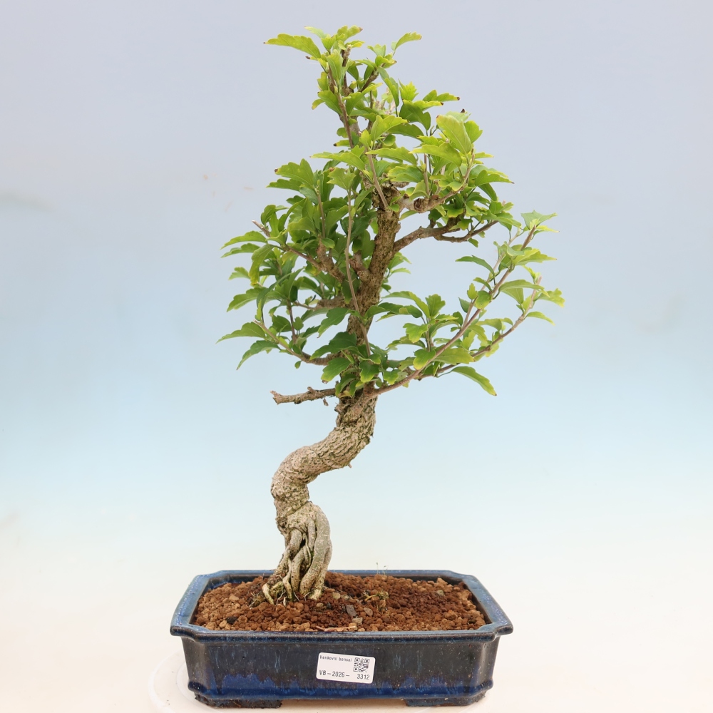 Bonsai voor buiten - Hibiscus syriacus - Syrische hibiscus