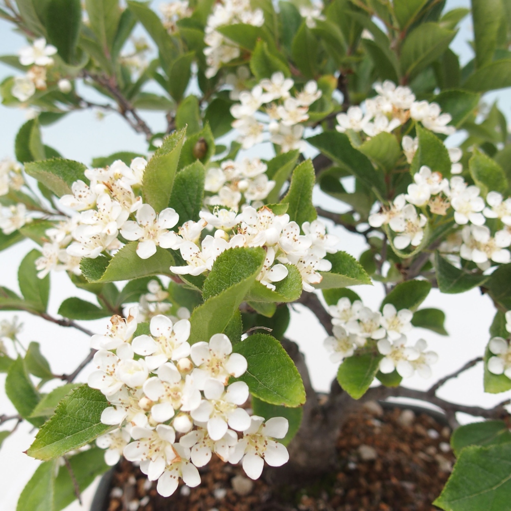 Bonsai voor buiten - Photinia villosa