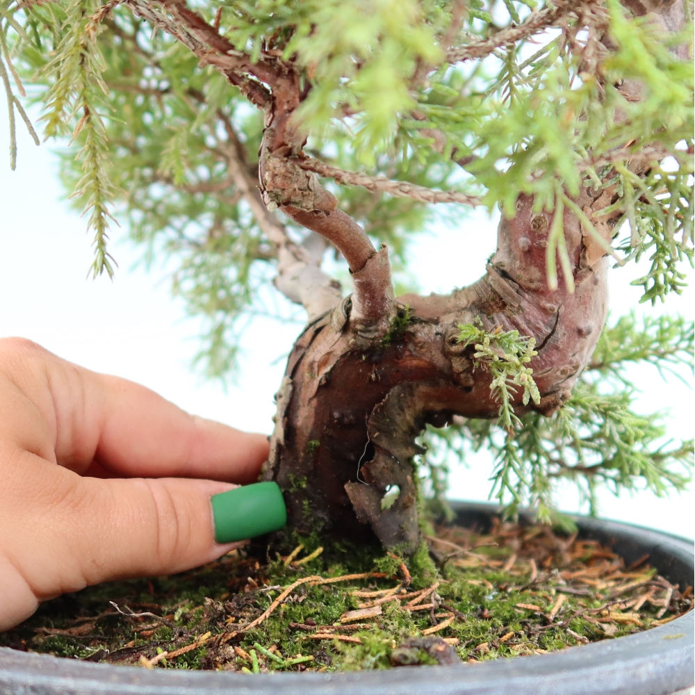 Bonsai voor buiten - Juniperus chinensis Itoigawa-Juniperus chinensis