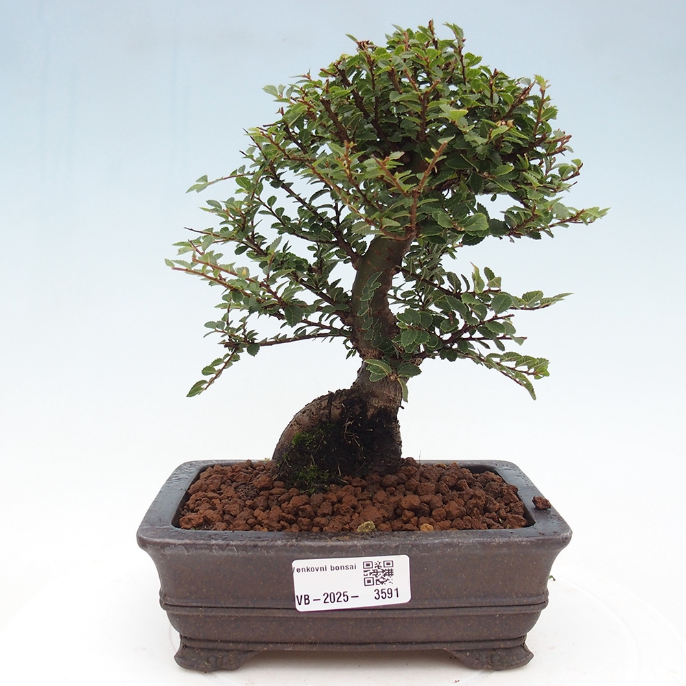 Bonsai voor buiten - Ulmus parvifolia Hokkaido - Chinese iep