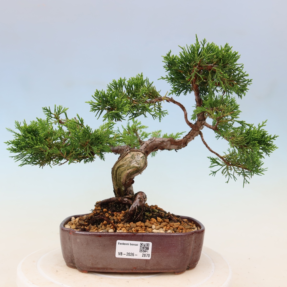 Bonsai voor buiten - Juniperus chinensis Itoigawa