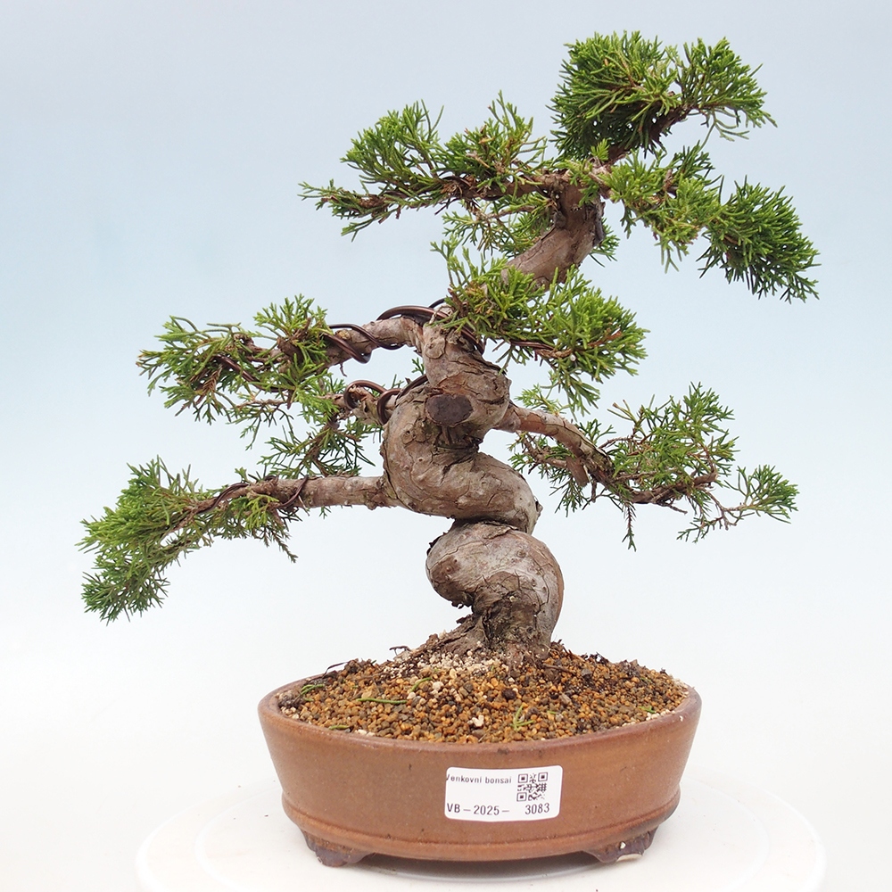 Bonsai voor buiten - Juniperus chinensis Itoigawa