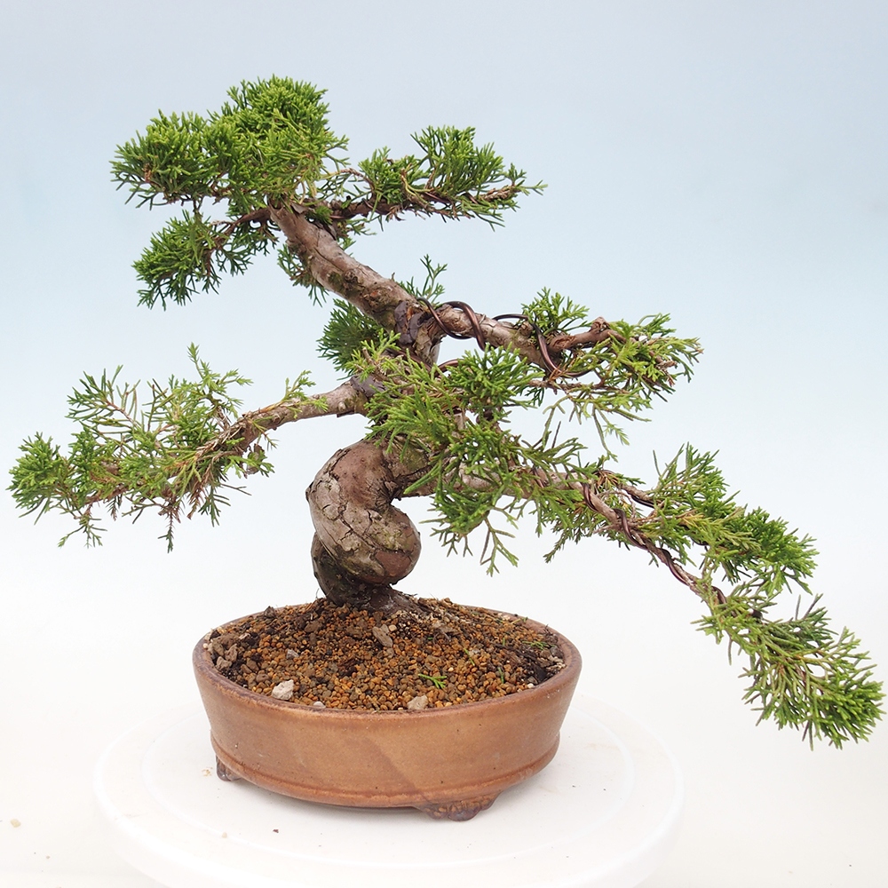 Bonsai voor buiten - Juniperus chinensis Itoigawa