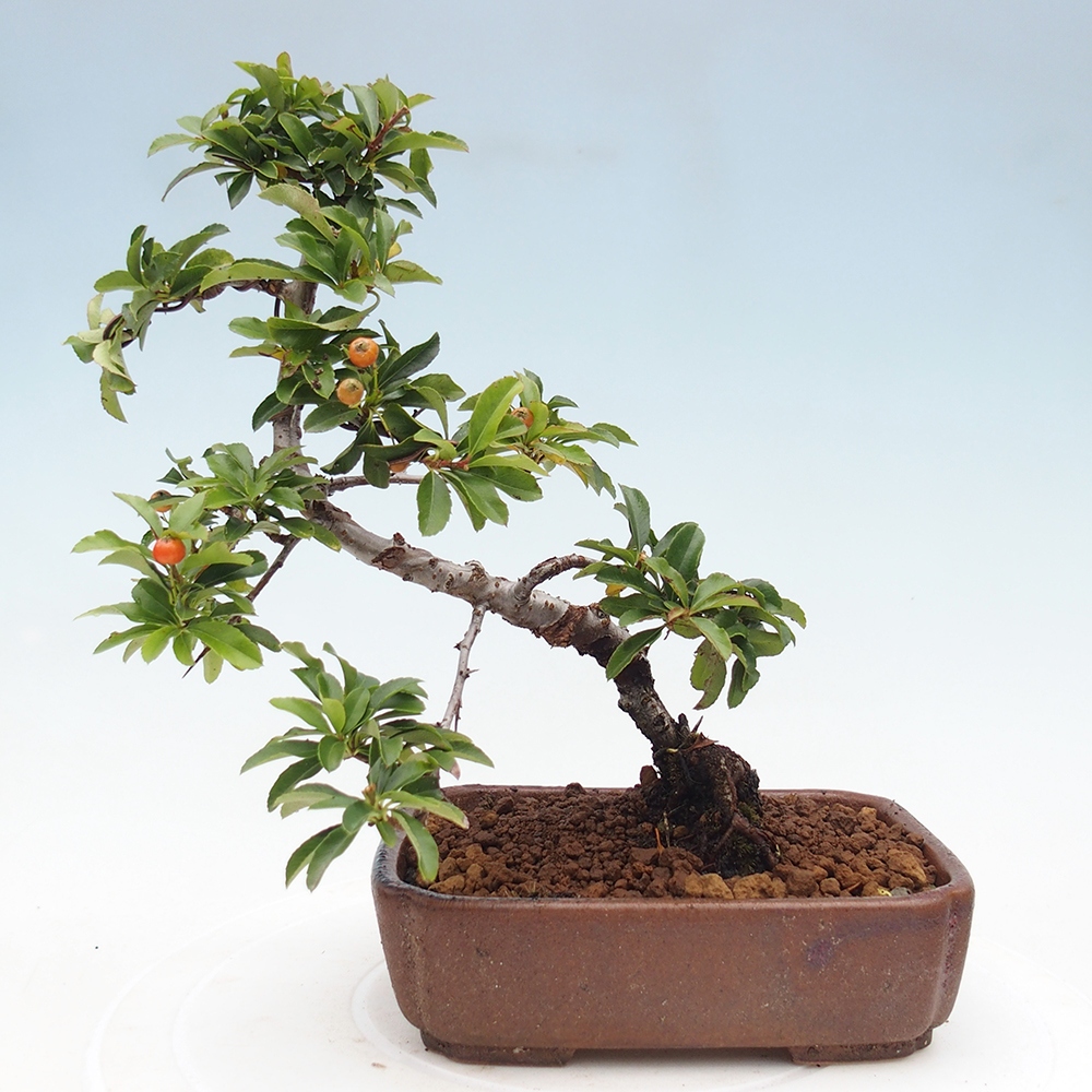 Bonsai-Pyracantha Teton voor buiten -Hlox