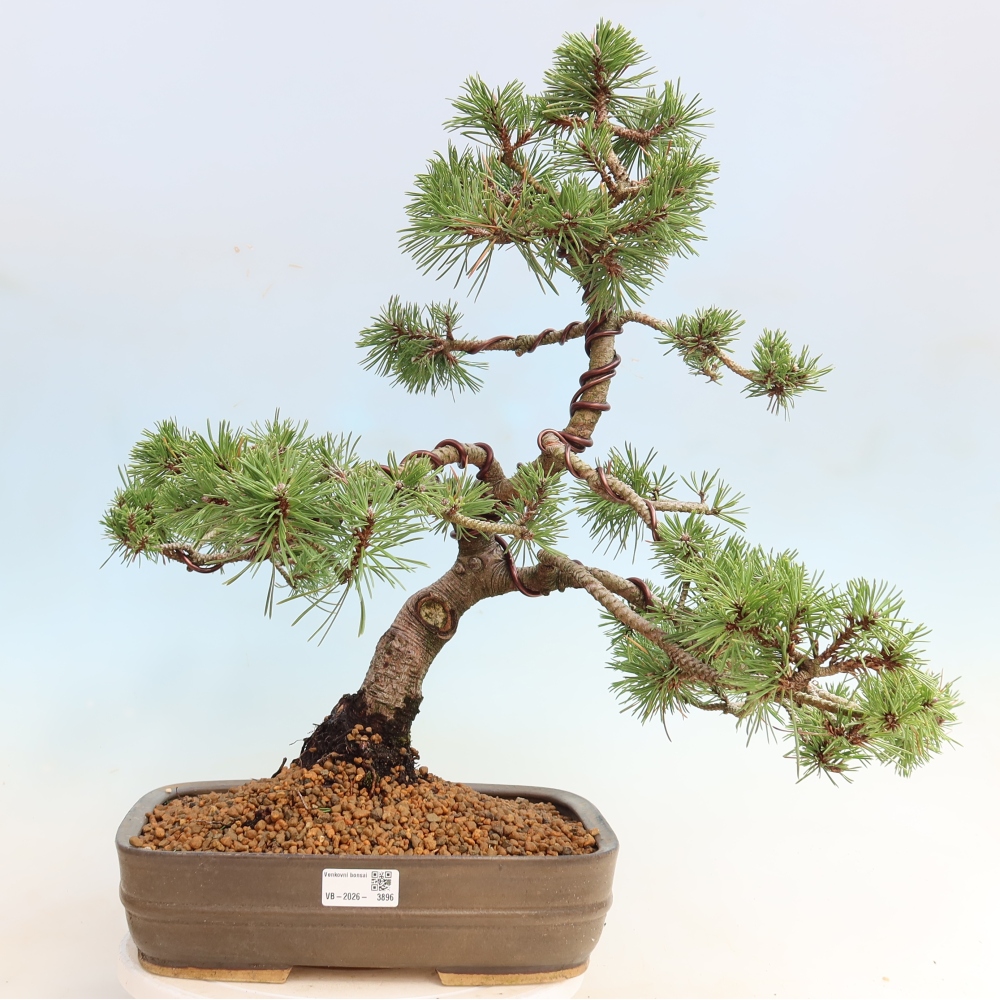 Bonsai voor buiten - Pinus mugo Humpy  - Bergden