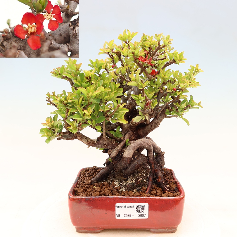 Bonsai voor buiten - Chaneomeles speciosa Chojubai