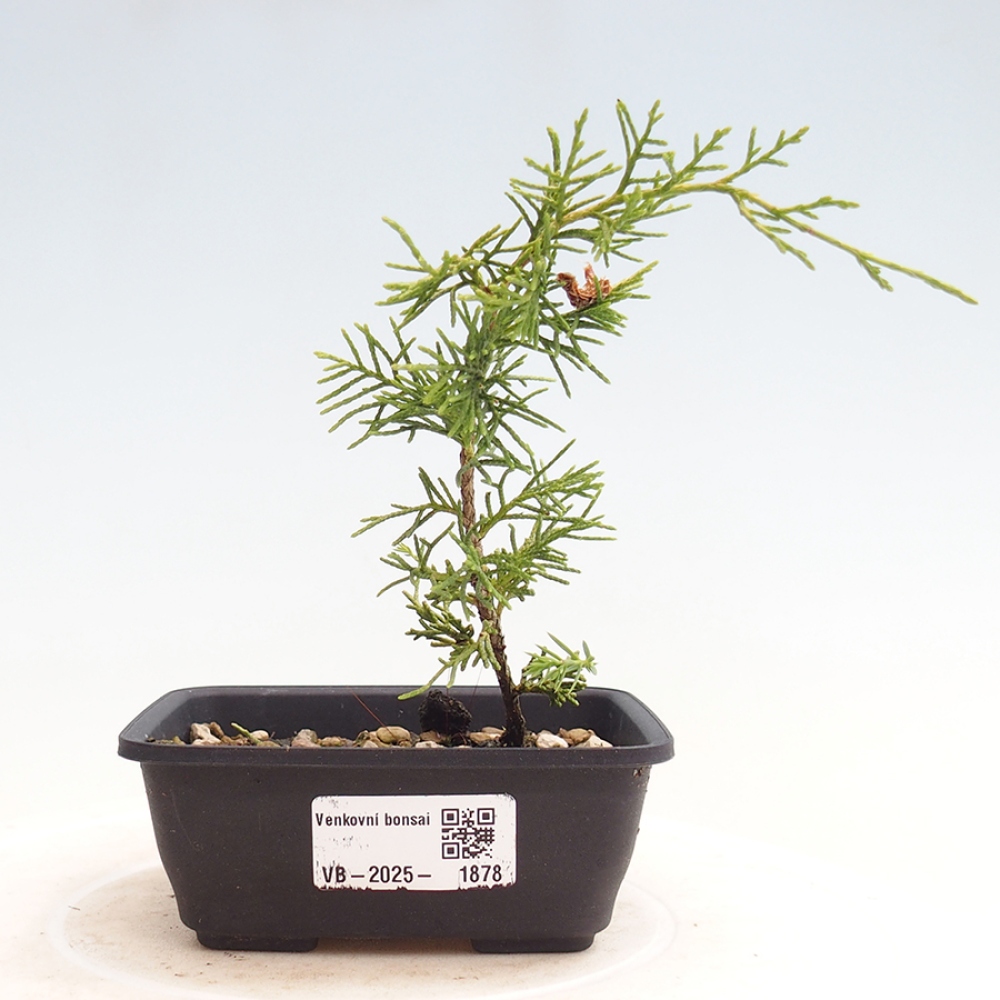 Bonsai voor buiten - Juniperus chinensis Itoigawa