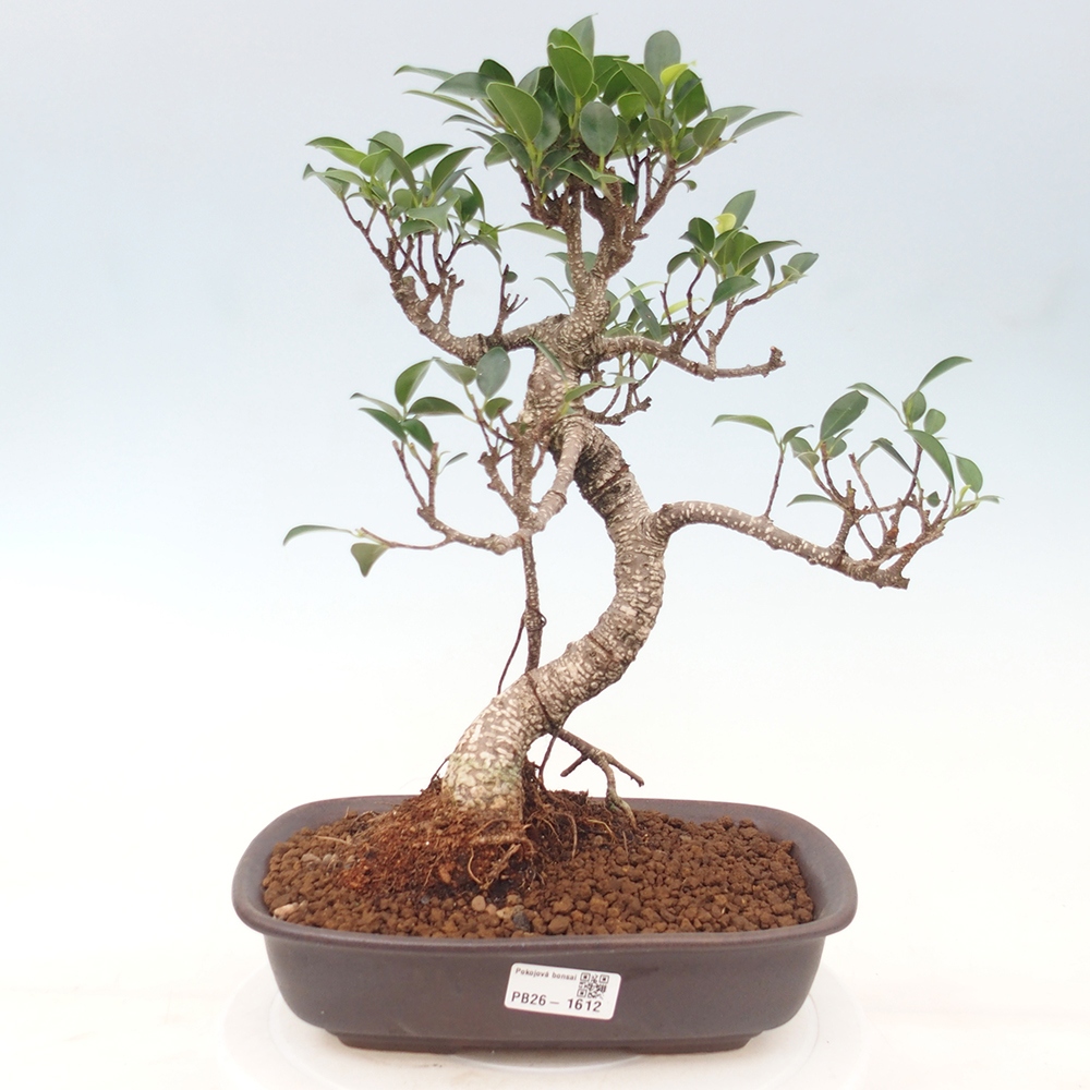 Kamerbonsai - Ficus kimmen - kleinbladige ficus