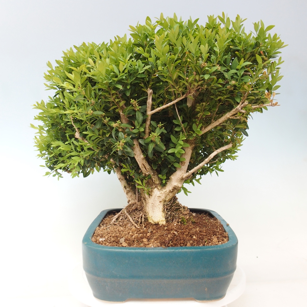 Bonsai voor buiten - Buxus sempervirens - buxus