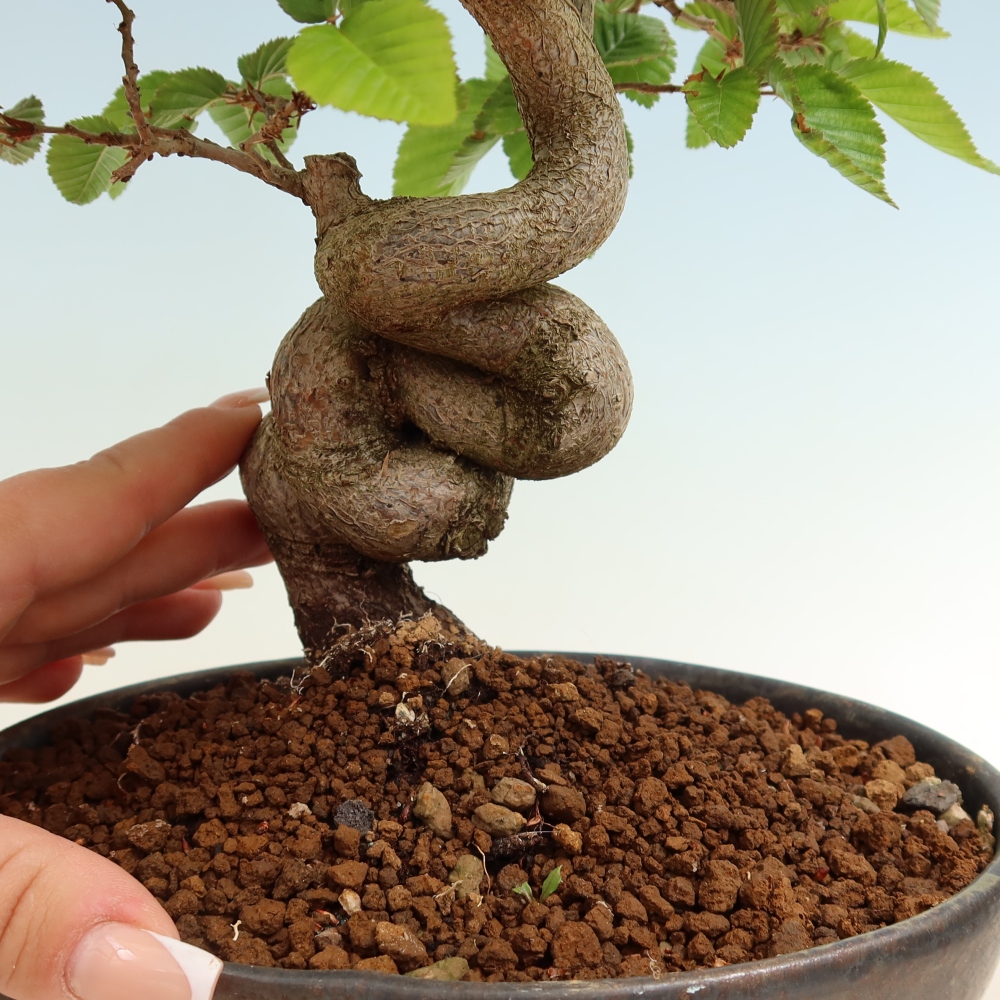 Bonsai voor buiten -Carpinus Coreana - Koreaanse haagbeuk