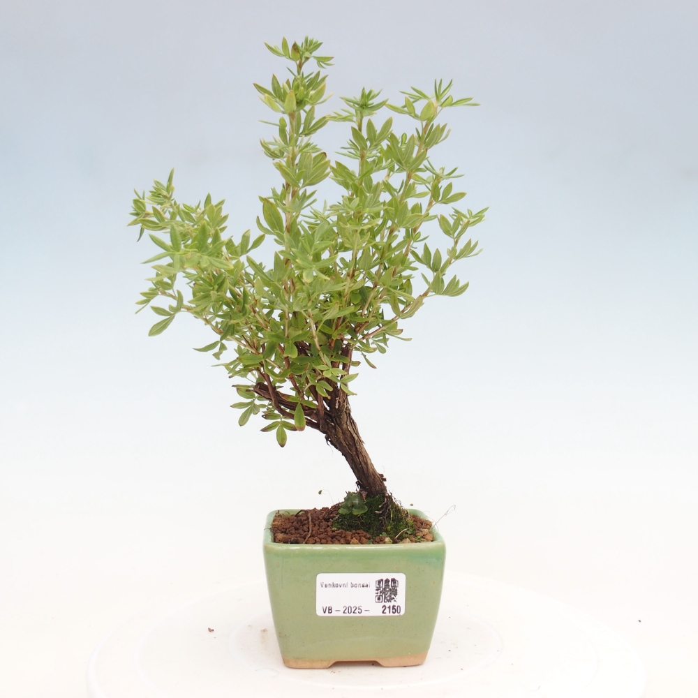 Bonsai voor buiten - Potentila fruticosa gele vogel