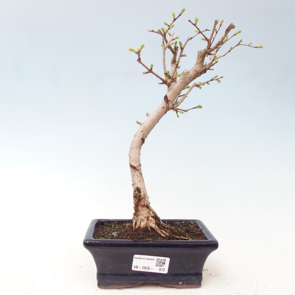 Bonsai voor buiten -Pseudolarix amabis-Pseudolarix amabis