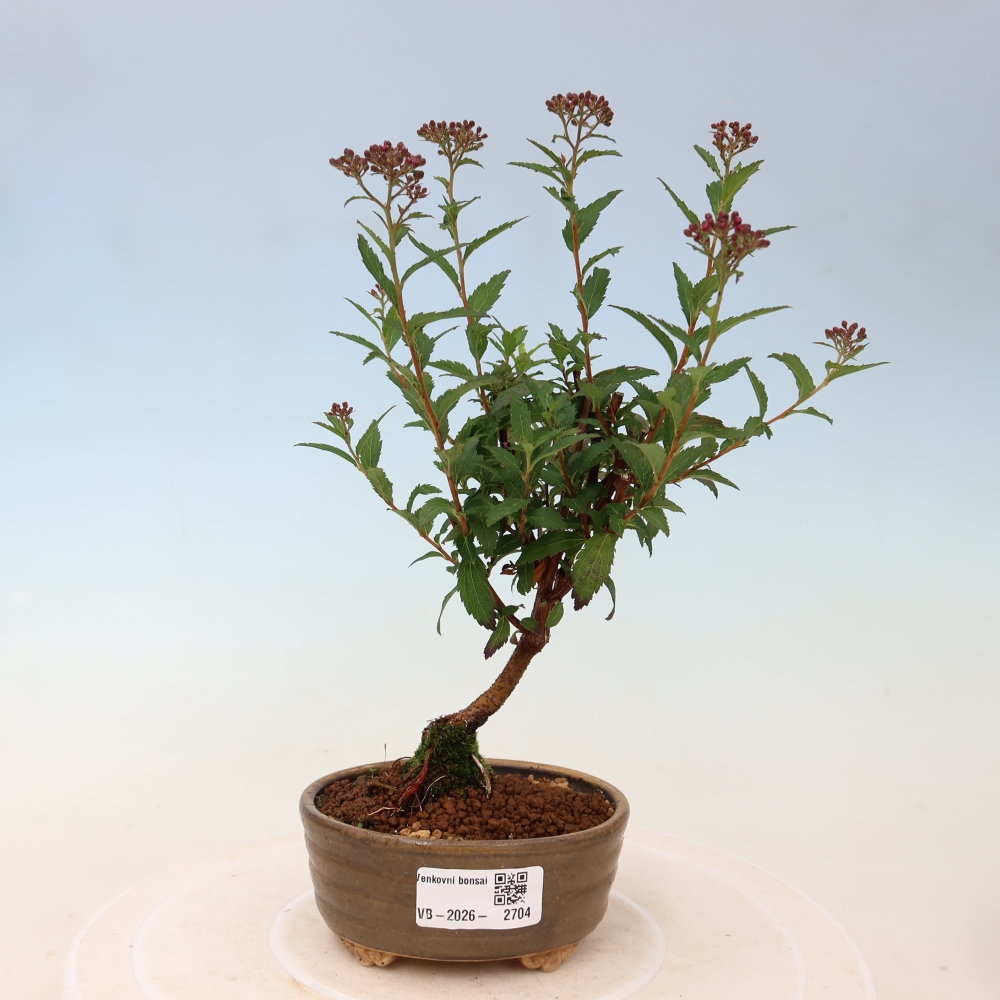 Bonsai voor buiten – Japanse spirea – Spirea japonica Anthony Waterer