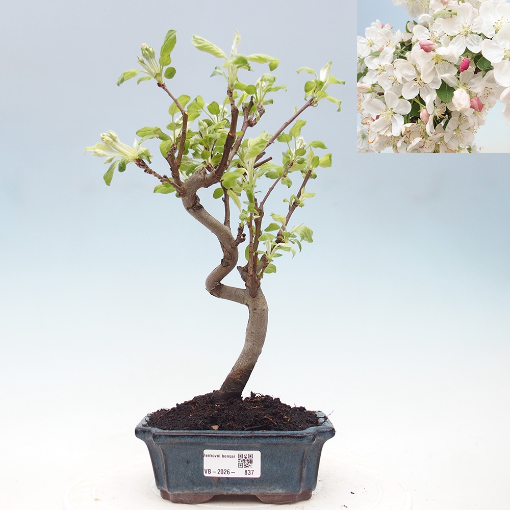 Bonsai voor buiten -Malus halliana - Appelboom met kleine vruchten