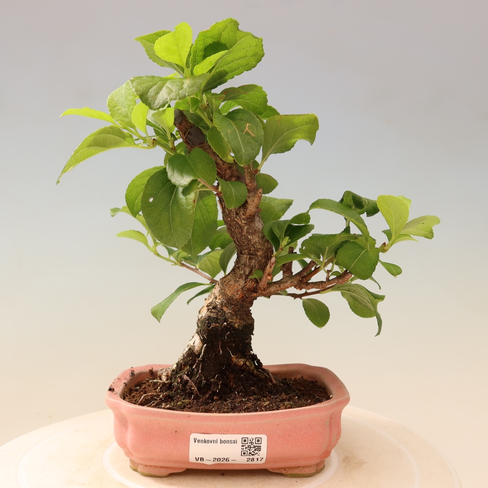 Bonsai voor buiten - Celastrus orbiculatus