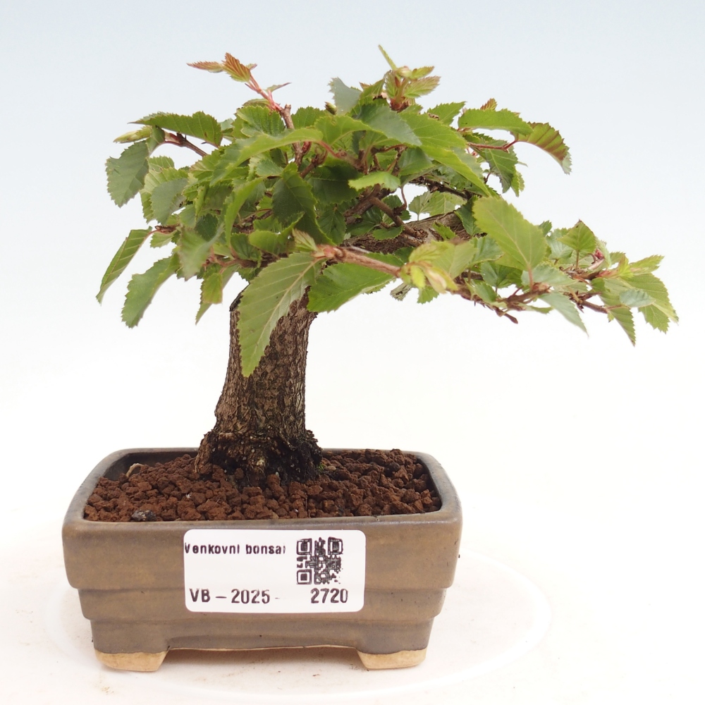 Bonsai voor buiten -Carpinus CARPINOIDES - Koreaanse haagbeuk