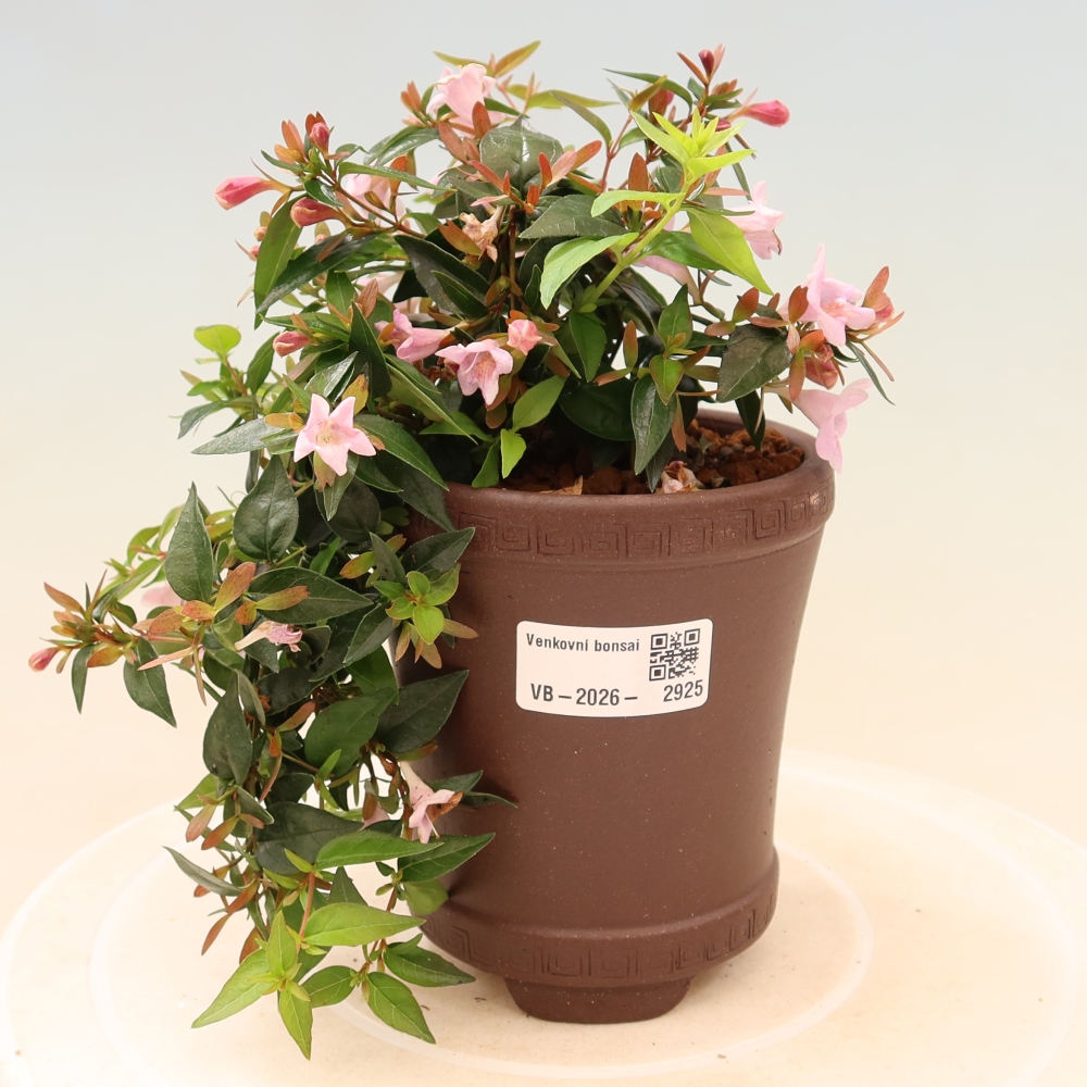 Buitenbonsai - Abelia Edward Goucher - Grootbloemige abelia