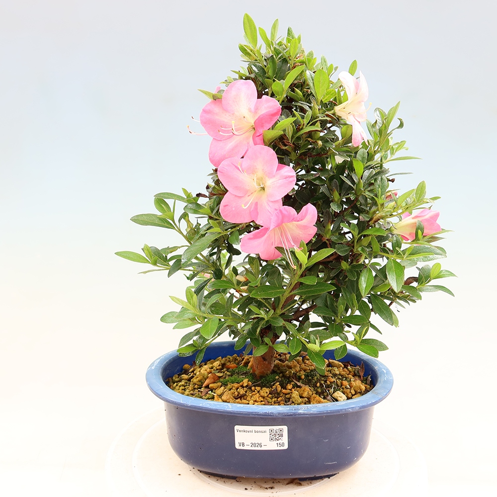 Bonsai voor buiten - Japanse Azalea - Azalea Santoka