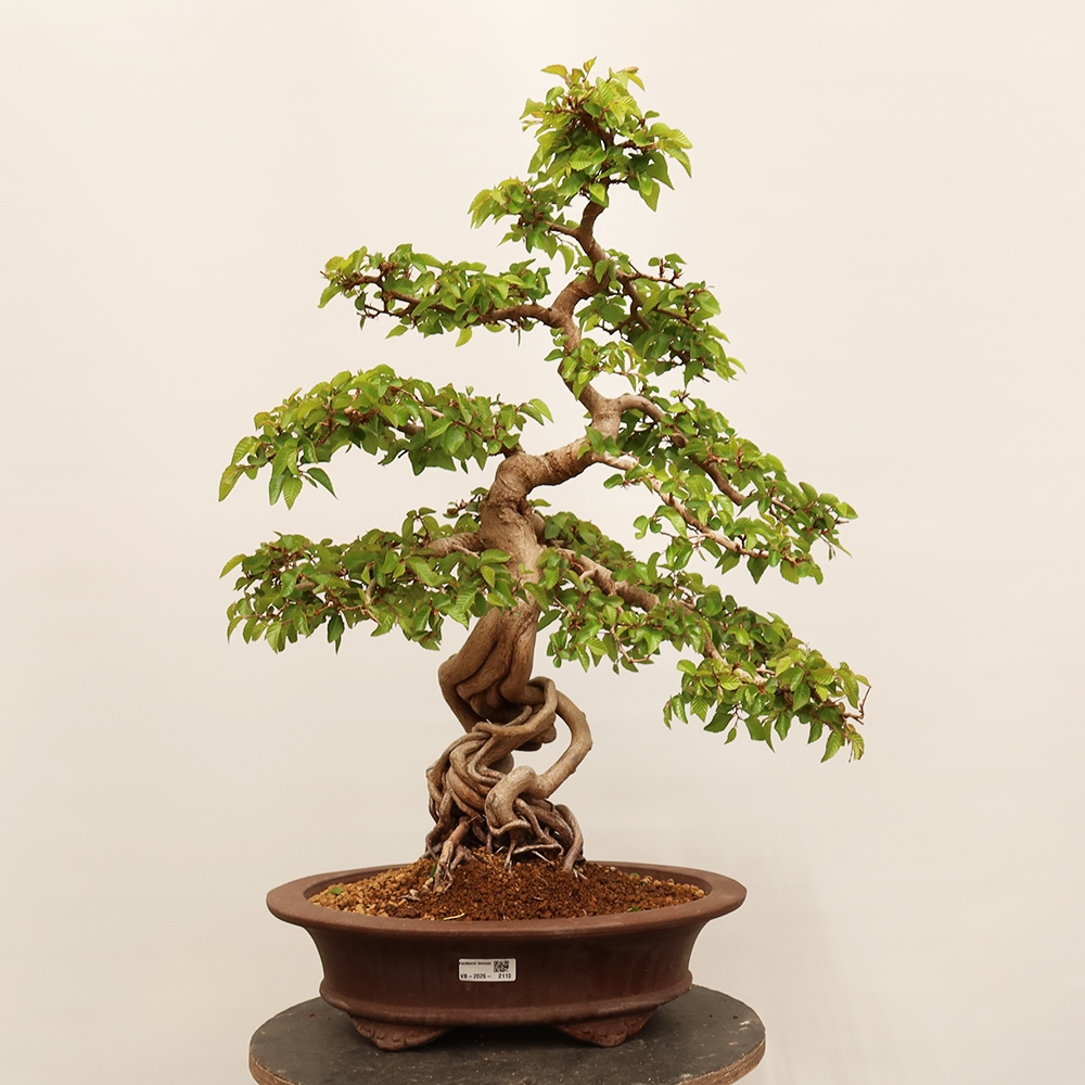 Bonsai voor buiten -Carpinus Coreana - Koreaanse haagbeuk
