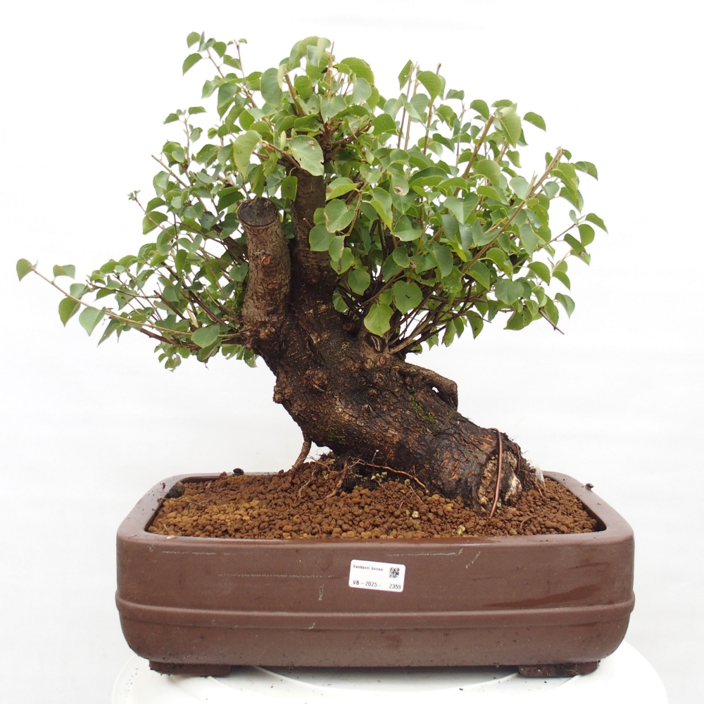 Bonsai voor buiten - Mahalebka - Prunus mahaleb