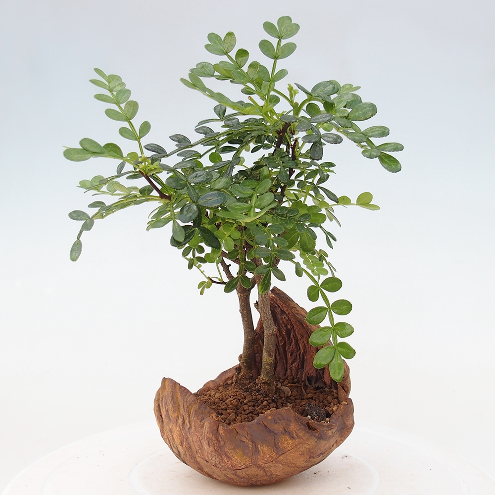 Kamerbonsai - Zantoxylum piperitum - peperboom