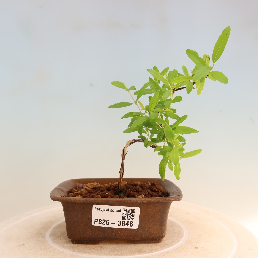 Kamerbonsai-PUNICA granatum nana-Granaatappel