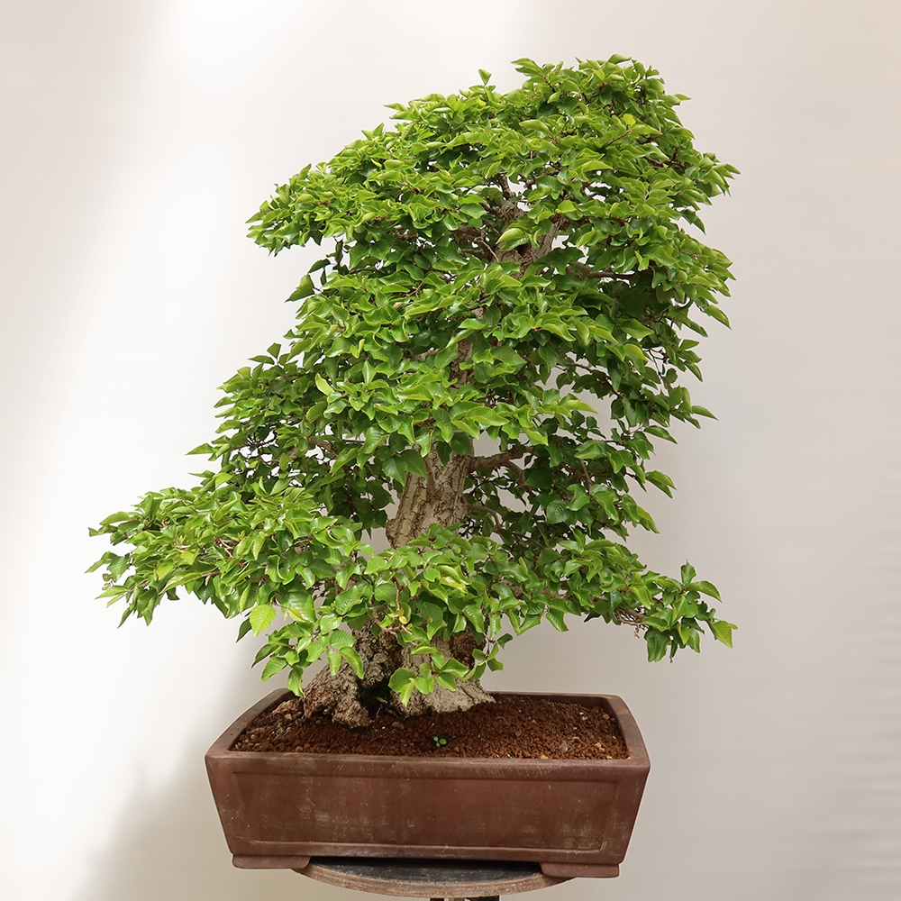 Bonsai voor buiten -Carpinus Coreana - Koreaanse haagbeuk