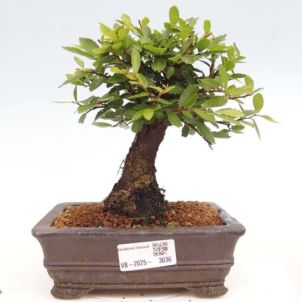 Bonsai voor buiten - Zelkova - Zelkova NIRE