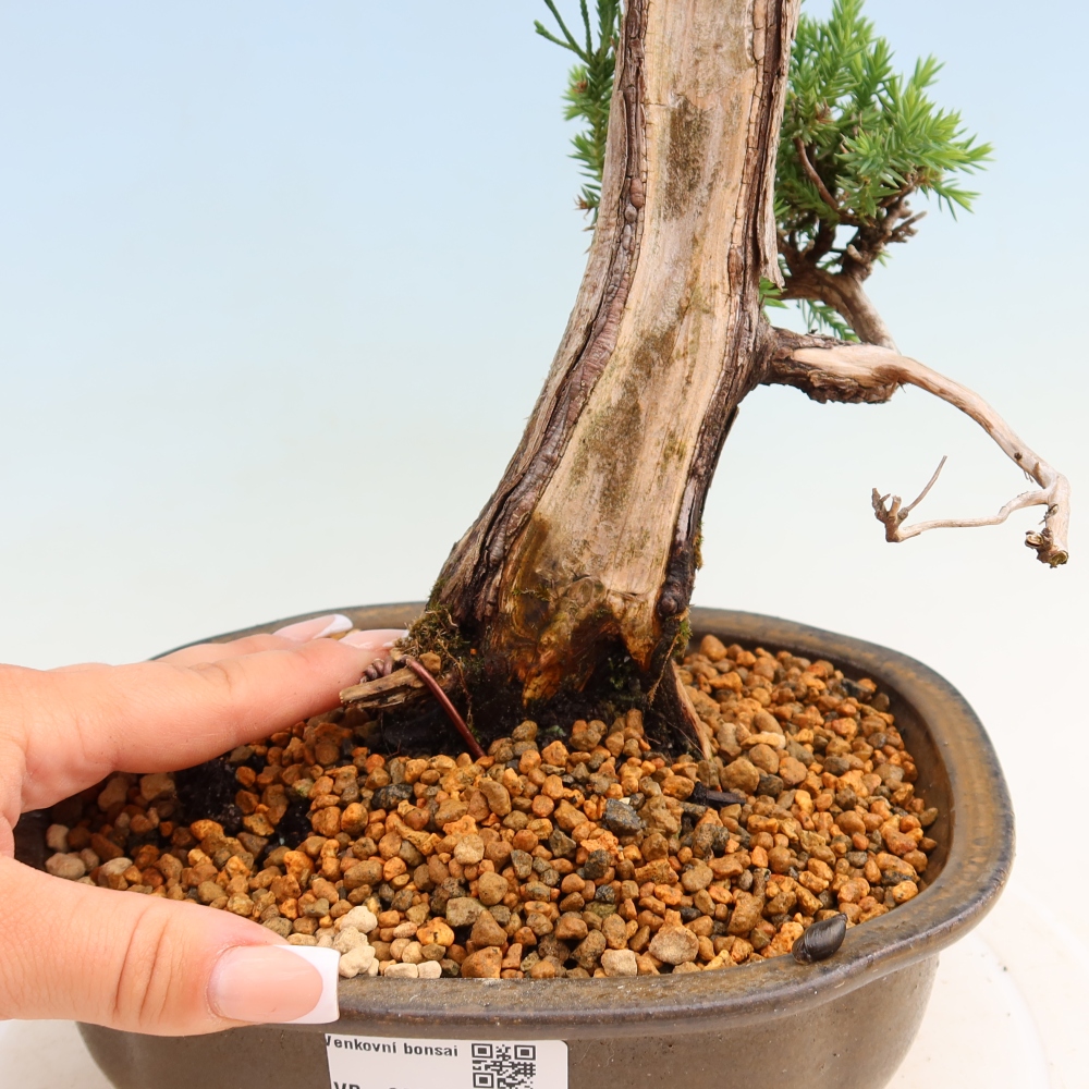 Bonsai voor buiten - Juniperus squamata – Schilferjeneverbes