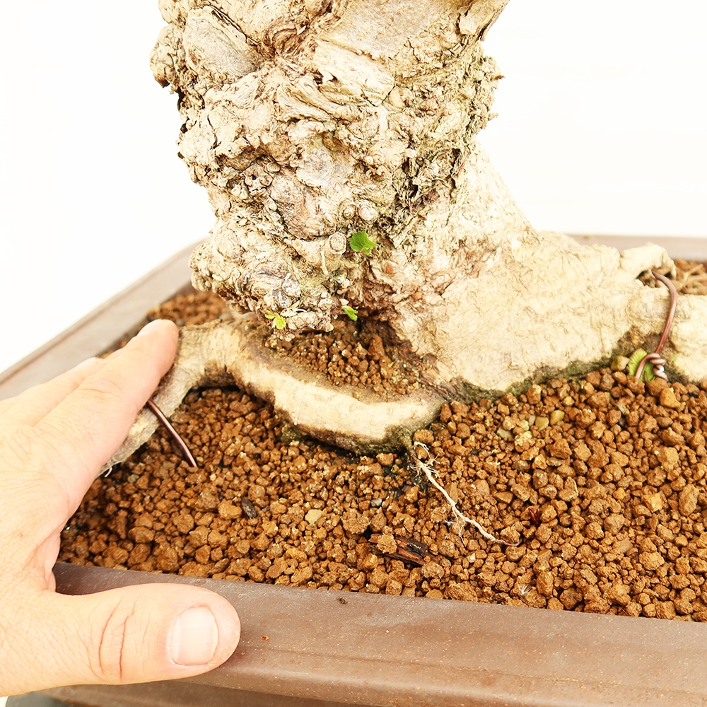 Bonsai voor buiten -Carpinus Coreana - Koreaanse haagbeuk