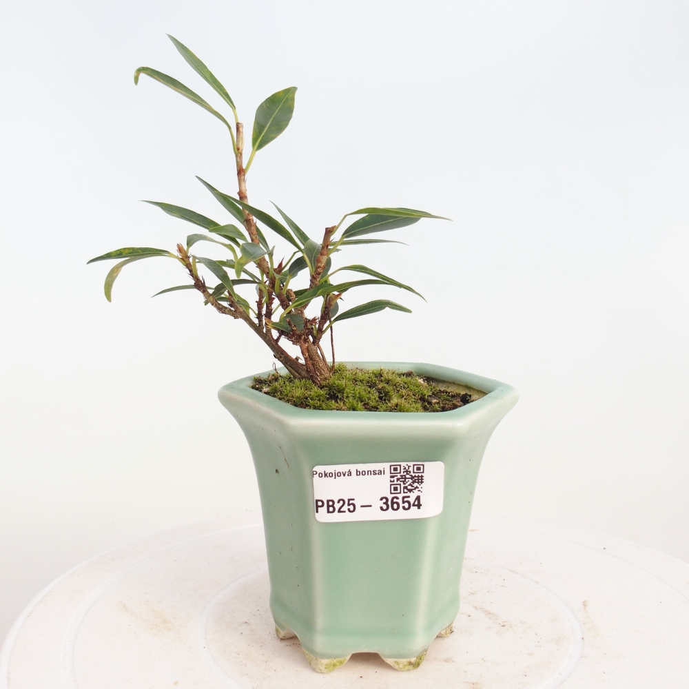 Kamerbonsai - Ficus nerifolia - kleinbladige ficus