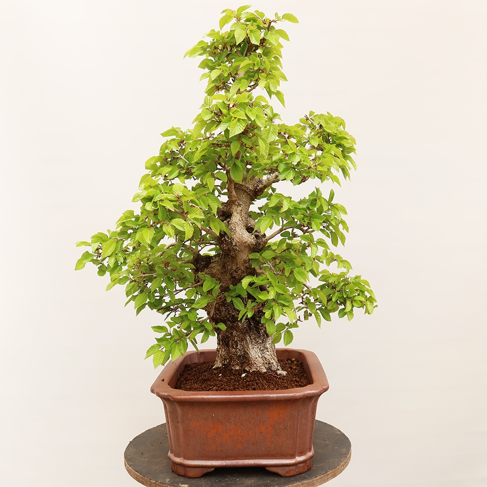 Bonsai voor buiten -Carpinus Coreana - Koreaanse haagbeuk