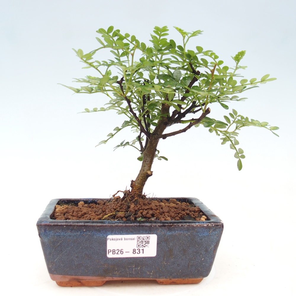Kamerbonsai - Zantoxylum piperitum - peperboom