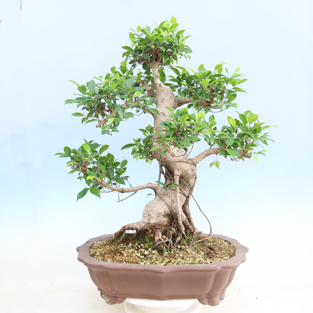 Kamerbonsai - Ficus kimmen - kleinbladige ficus