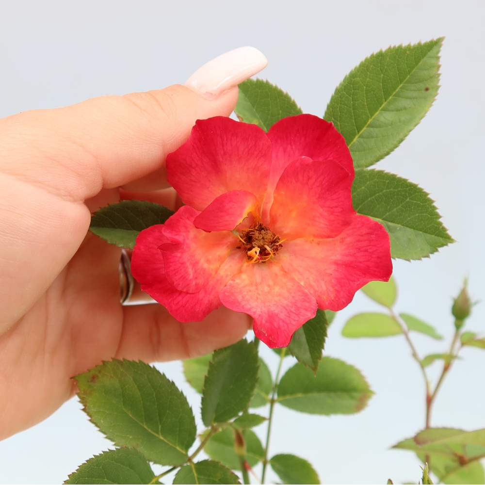 Bonsai voor buiten - Rosa Kordes - roos