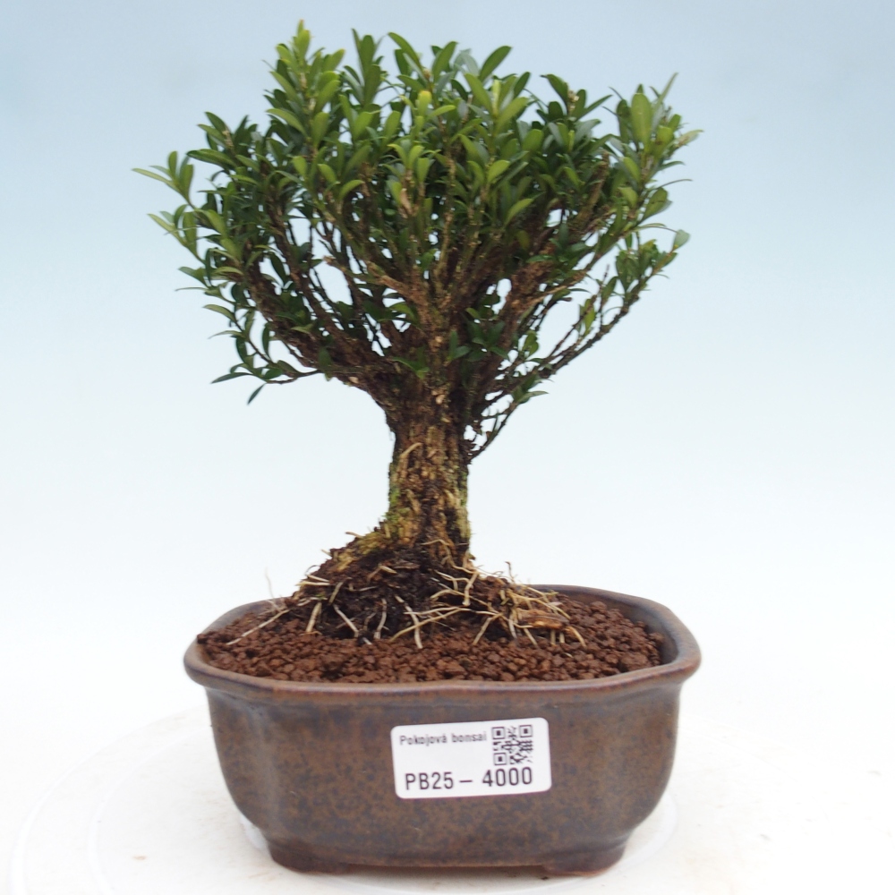 Kamerbonsai - Buxus harlandii - kurk buxus