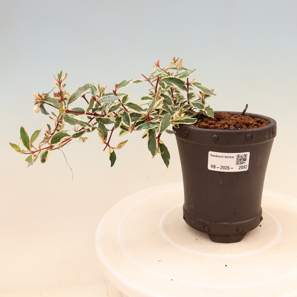 Buitenbonsai - Abelia gr. Confetti - Grootbloemige abelia