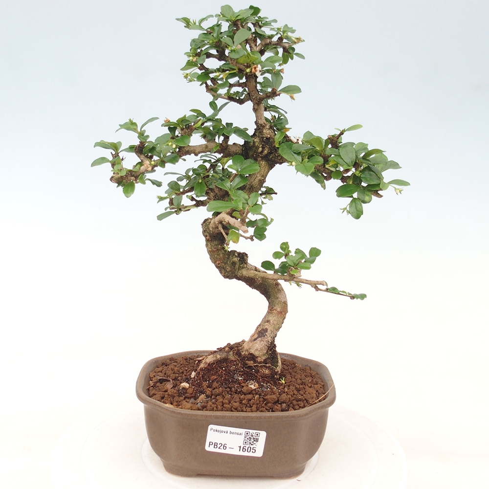 Kamerbonsai - Carmona macrophylla - Thee fuki