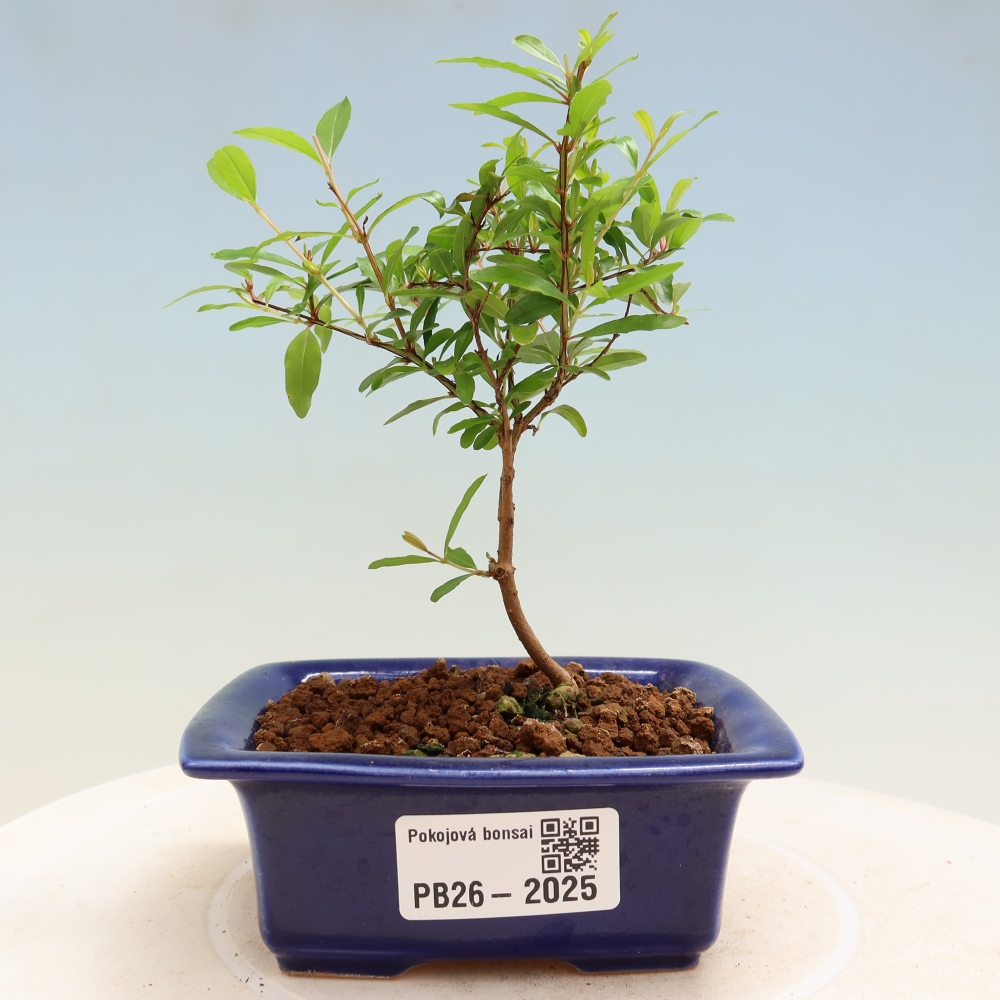 Kamerbonsai-PUNICA granatum nana-Granaatappel