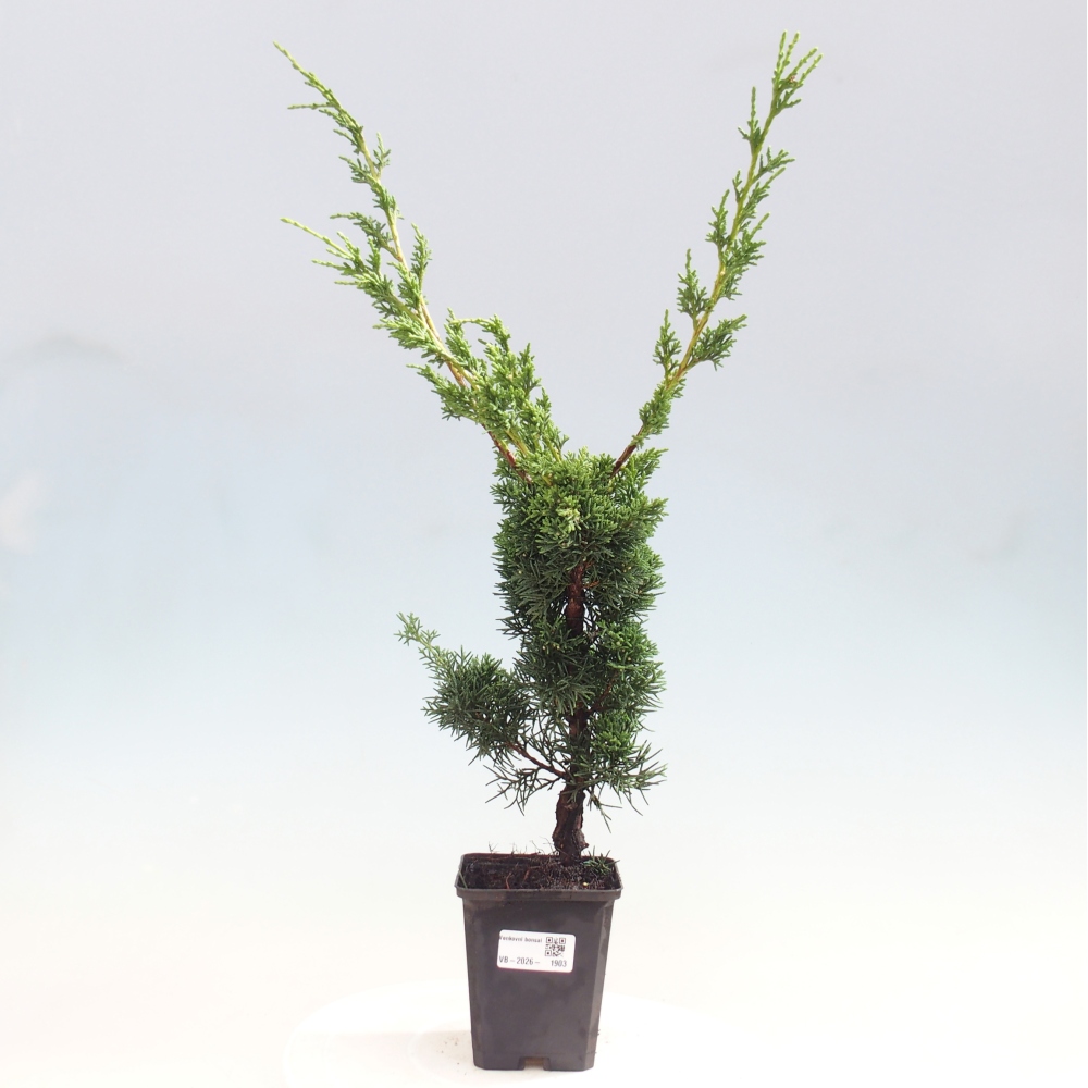 Bonsai voor buiten - Juniperus chinensis Kishu