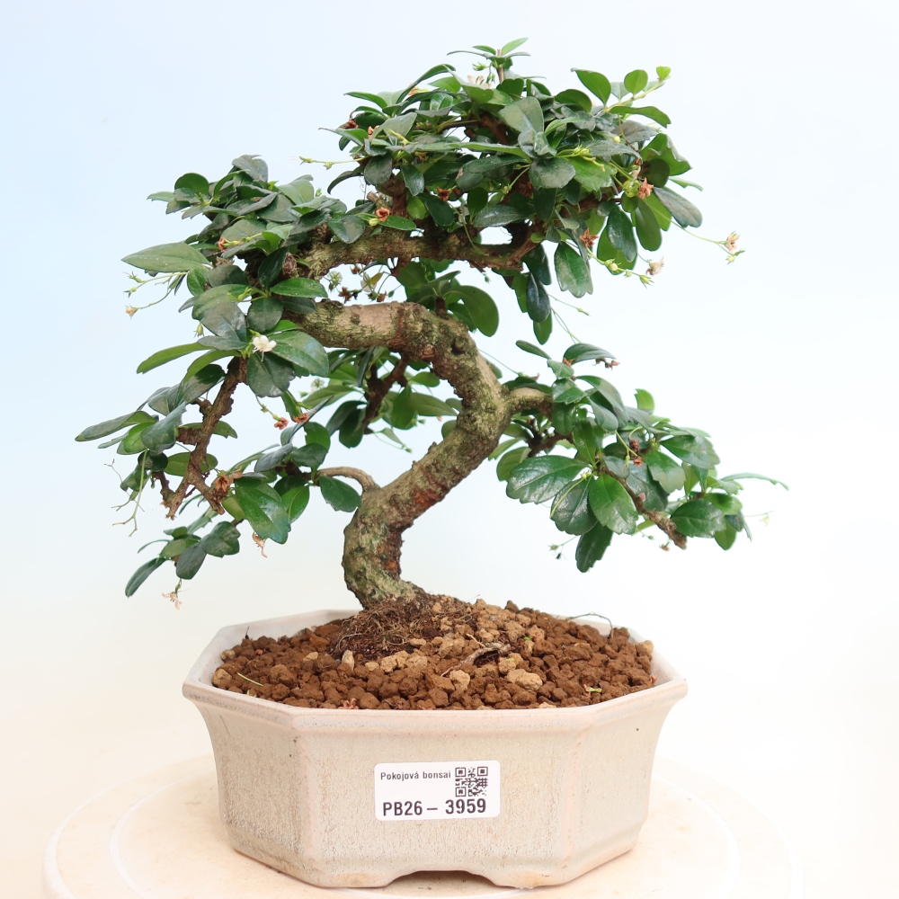 Kamerbonsai - Carmona macrophylla - Thee fuki