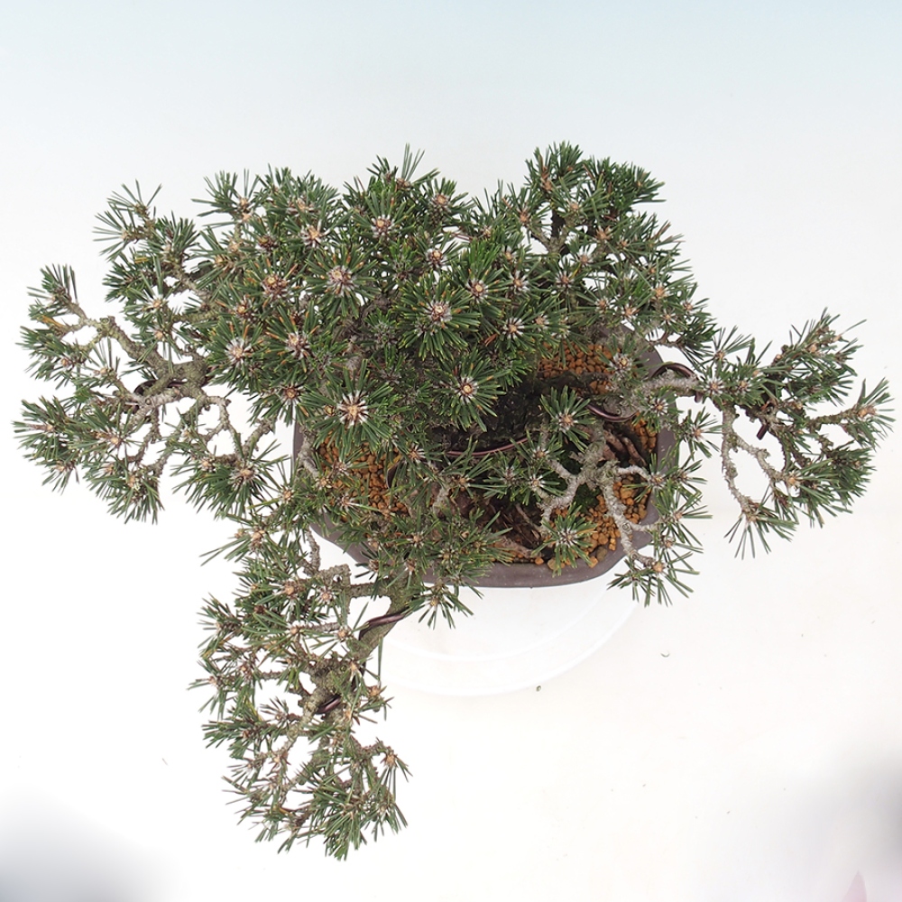 Bonsai voor buiten - Pinus thunbergii Kotobuki - Thunberg den
