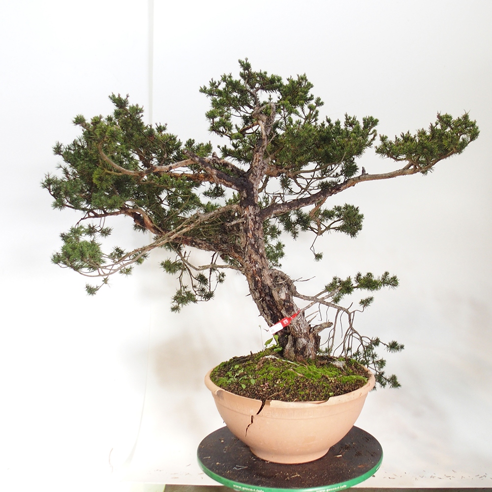 Yamadori - Pinus sylvestris Spanje