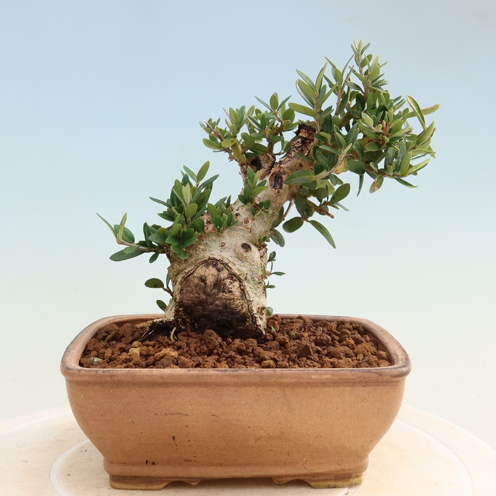 Bonsai voor binnen - Olea europaea sylvestris