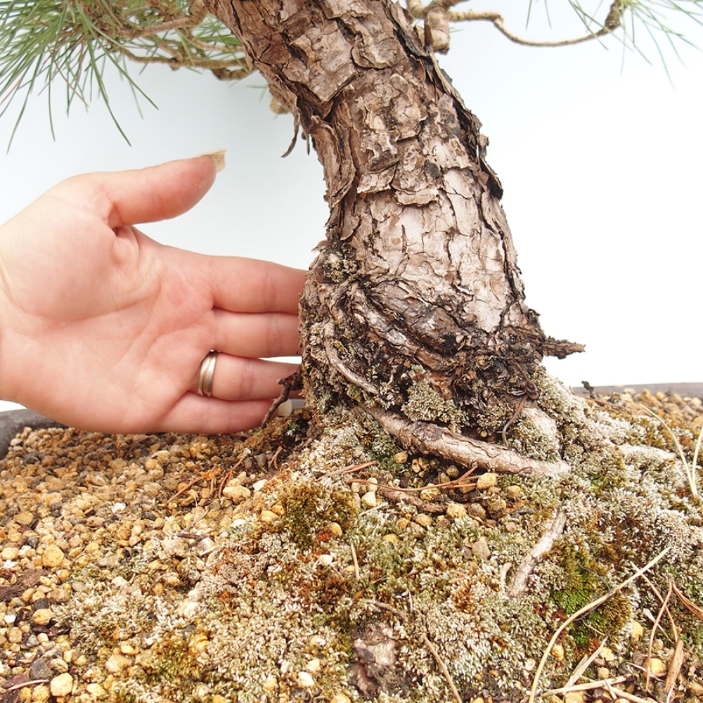 Bonsai voor buiten - Pinus thunbergii - Thunberg den